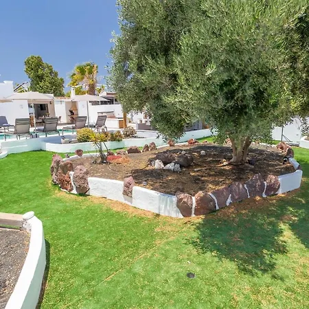 Olive Tree